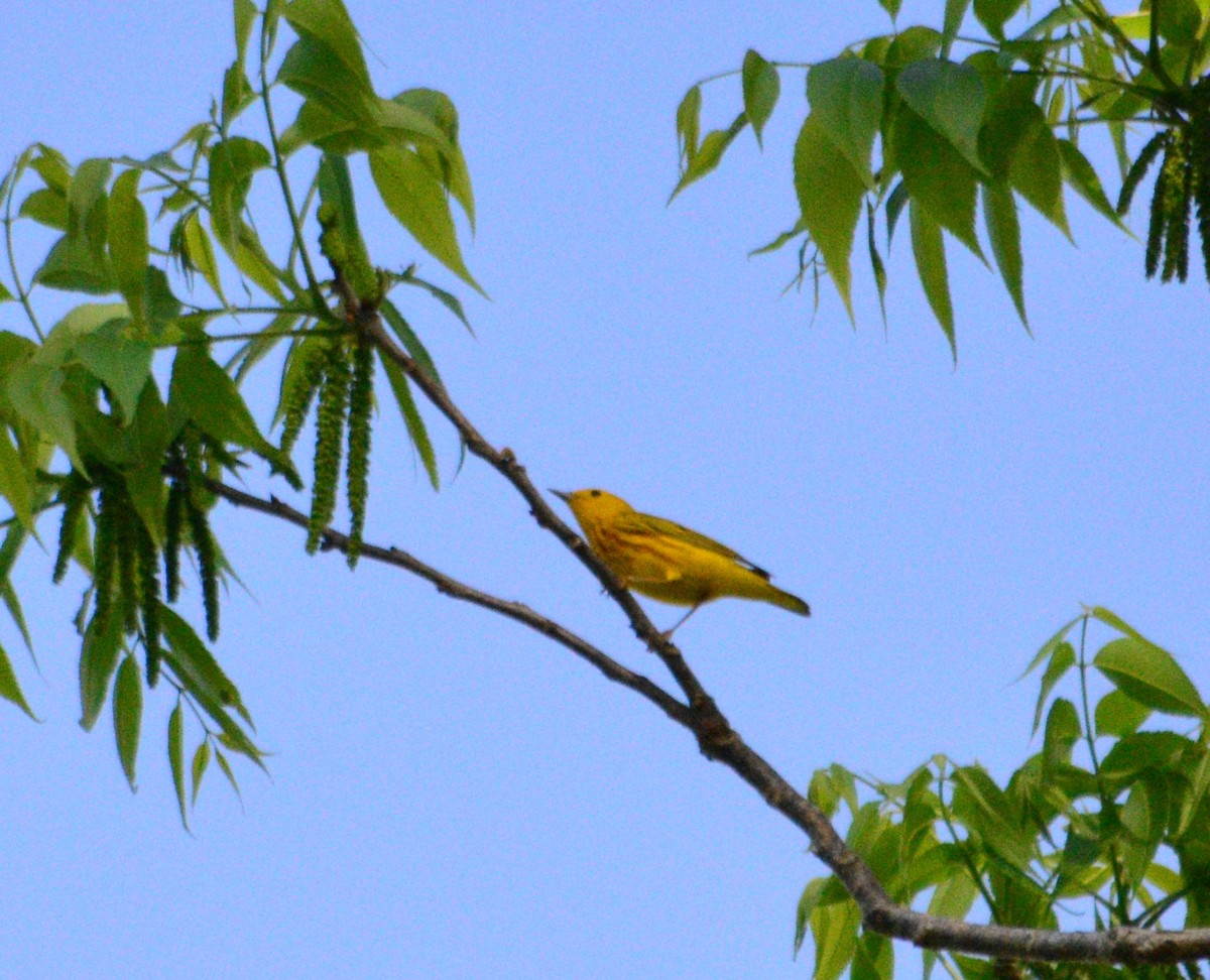 Yellow Warbler - Tu Wren