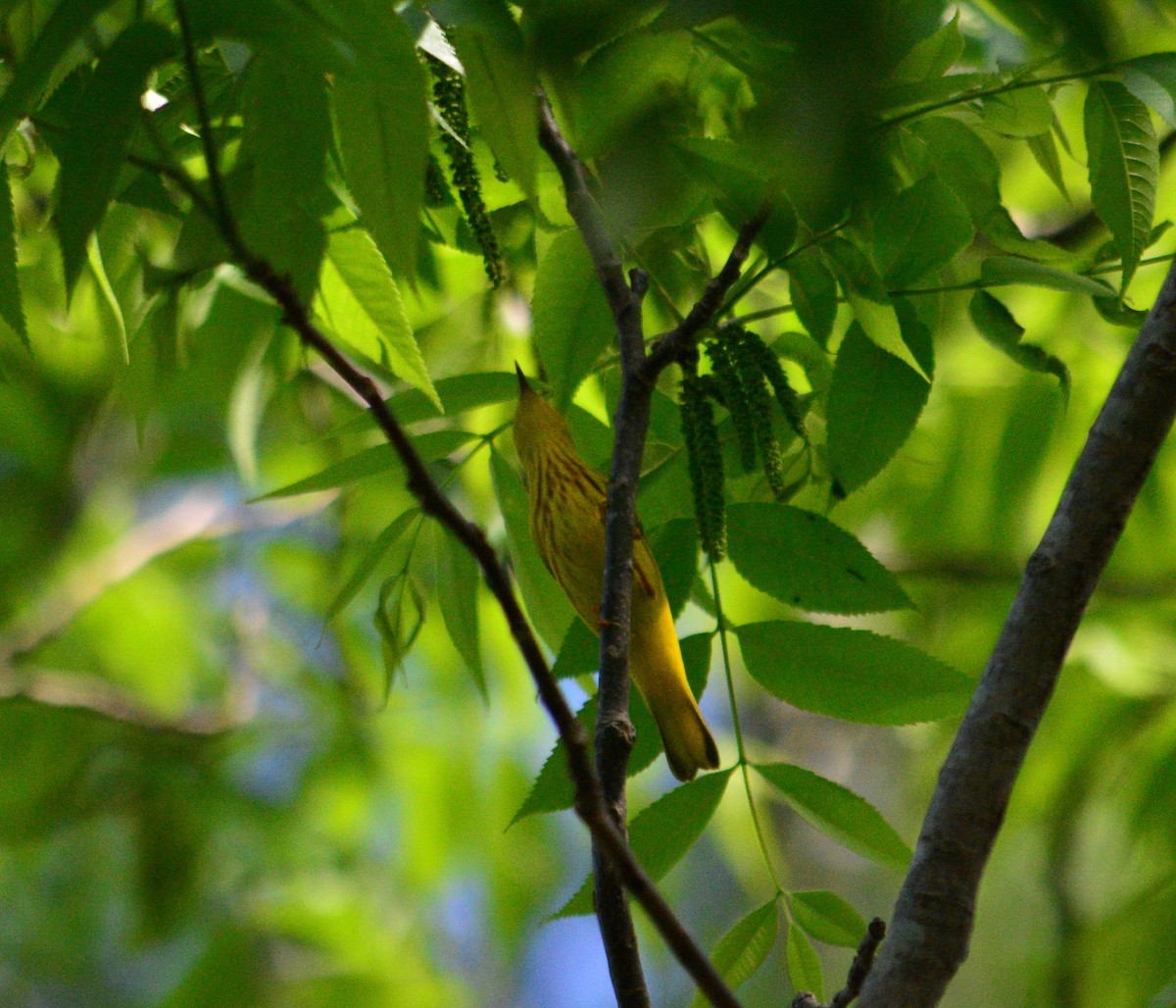Yellow Warbler - Tu Wren