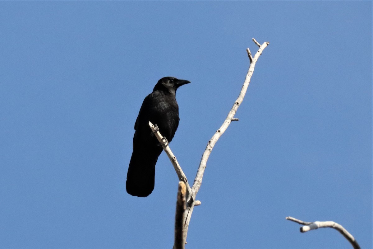 American Crow - Stacey Bissell