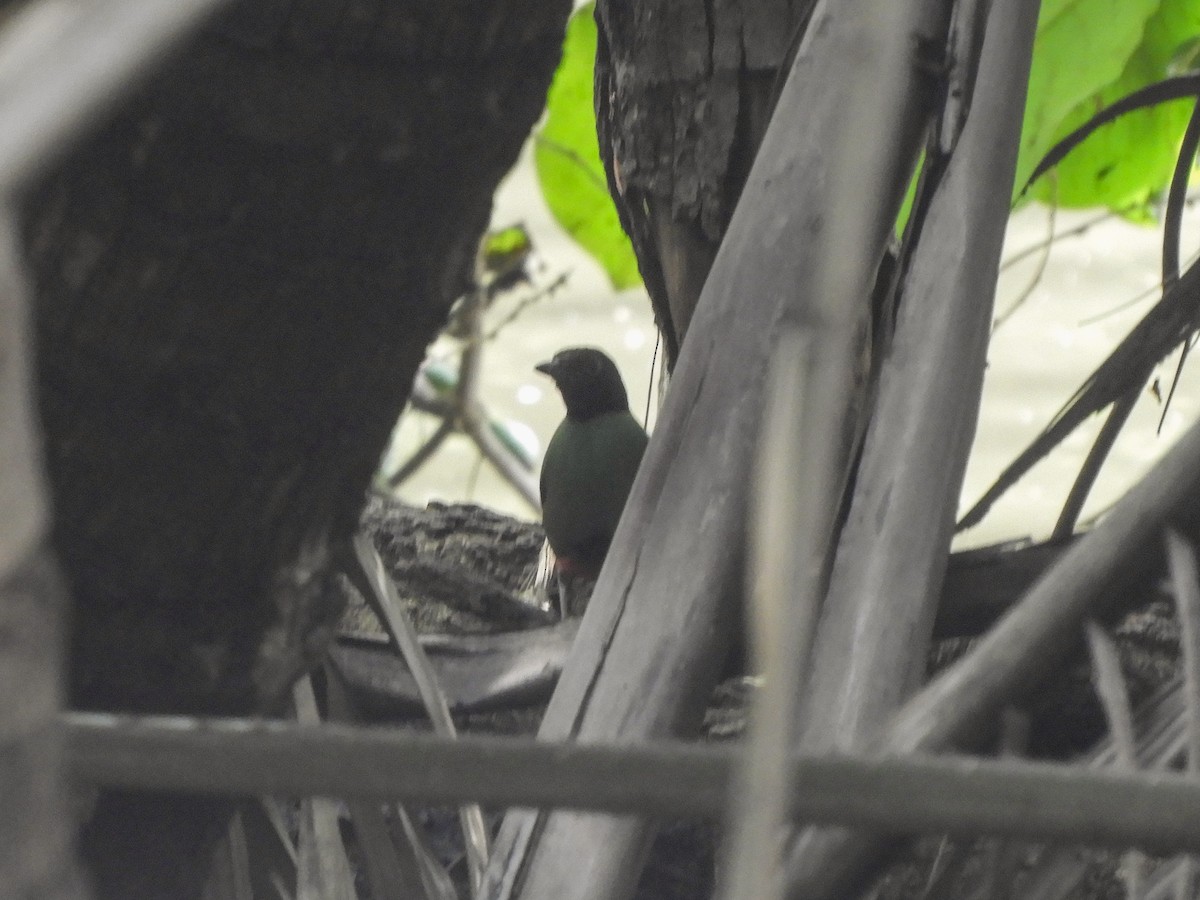 Western Hooded Pitta - ML442458311