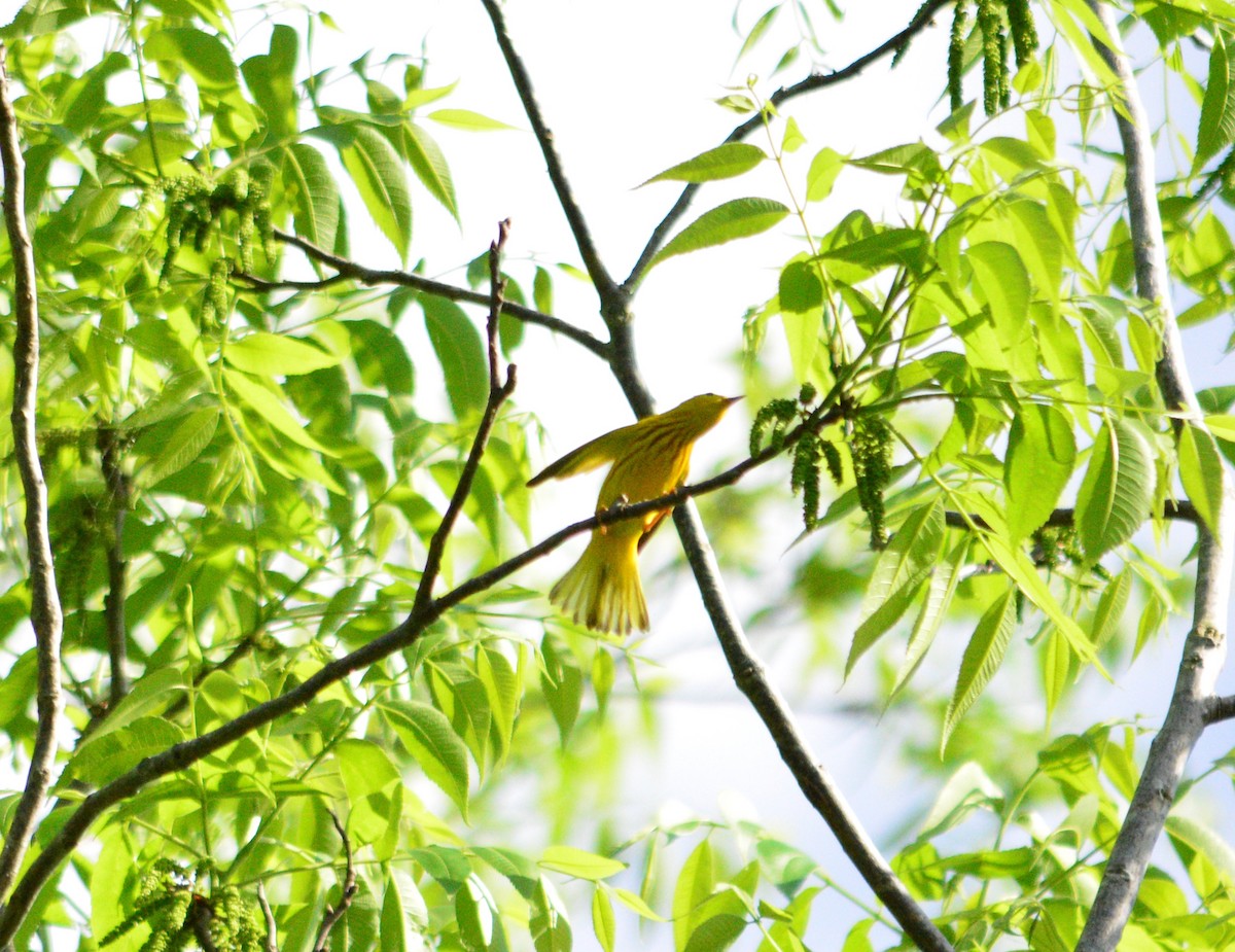 Yellow Warbler - Tu Wren