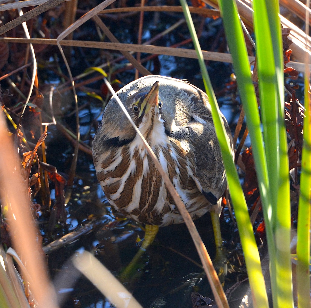 American Bittern - ML44245881