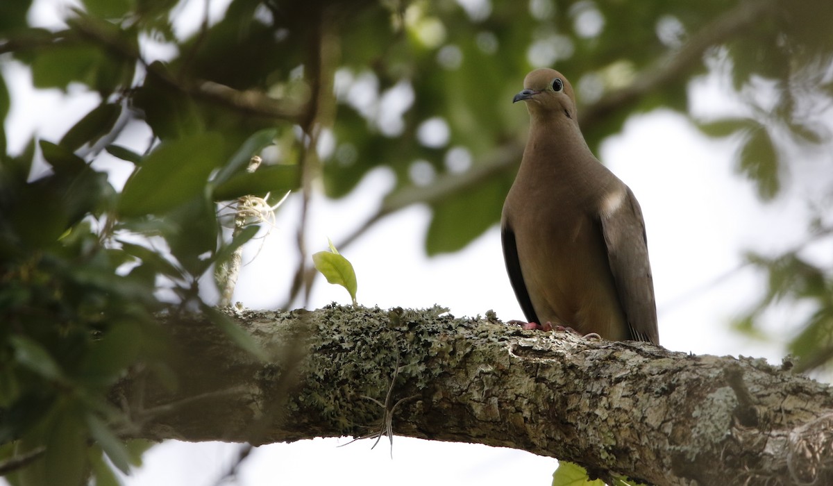 Mourning Dove - ML442459121