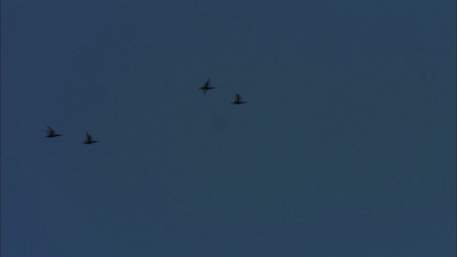 Нугасны овгийн зүйл - ML442460