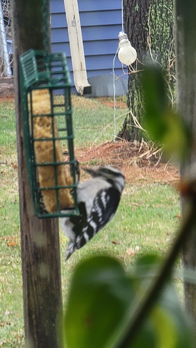 Downy Woodpecker - ML442461901