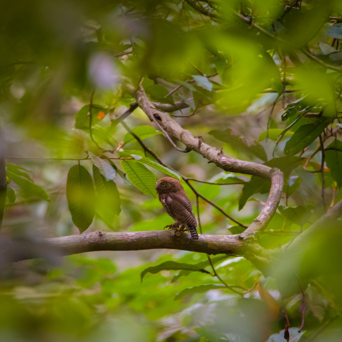 モリスズメフクロウ - ML442462241