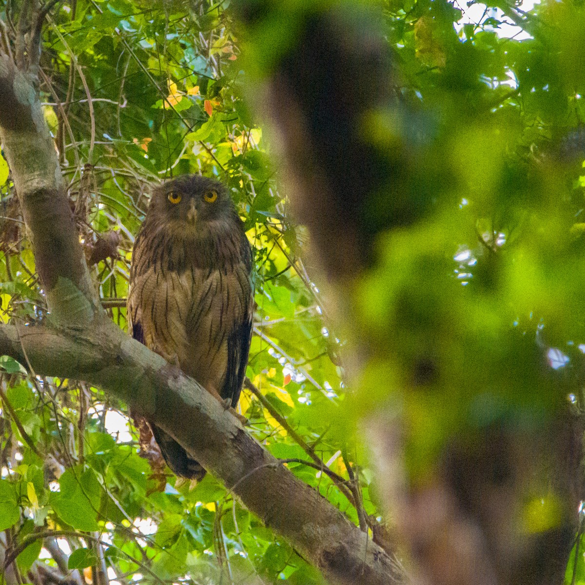 ミナミシマフクロウ - ML442462281