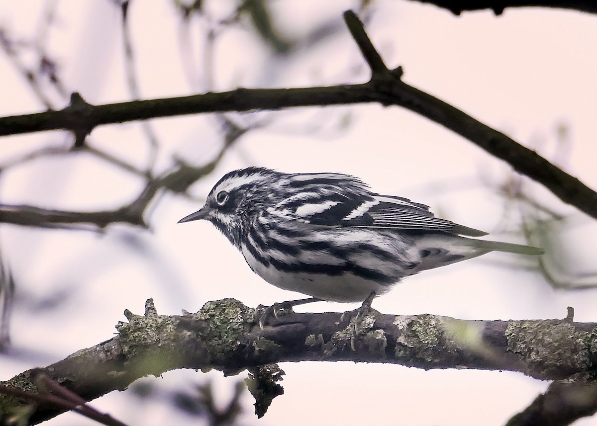 Black-and-white Warbler - ML442462791