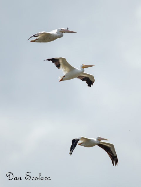 American White Pelican - Paula Gatrell