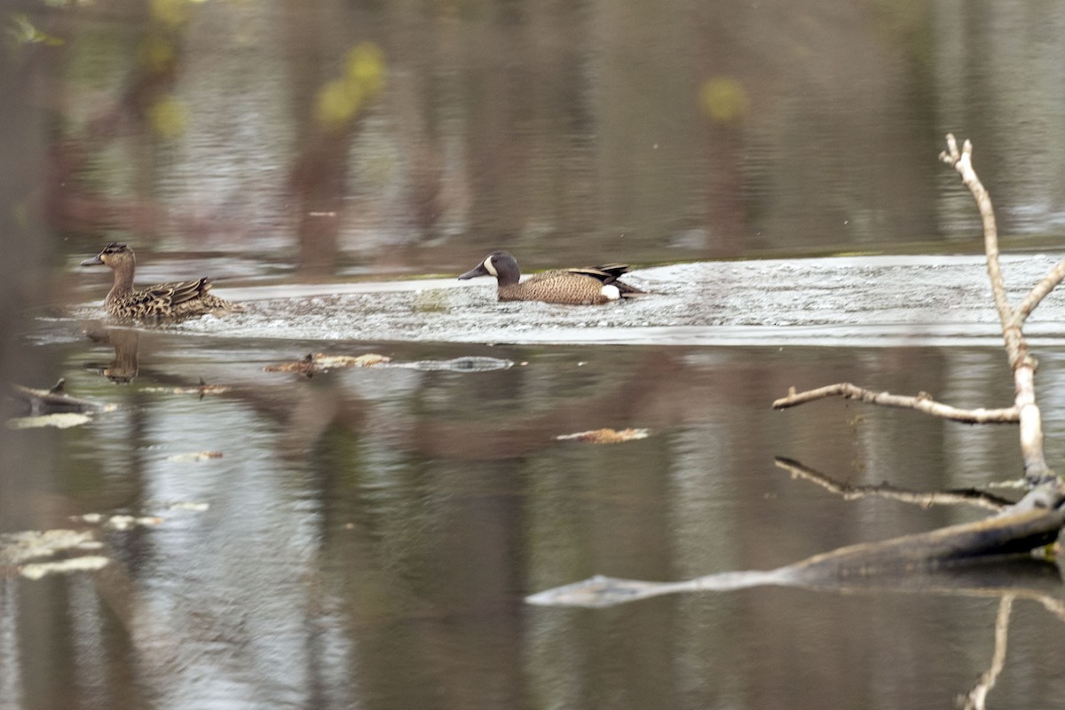 Blue-winged Teal - ML442463931