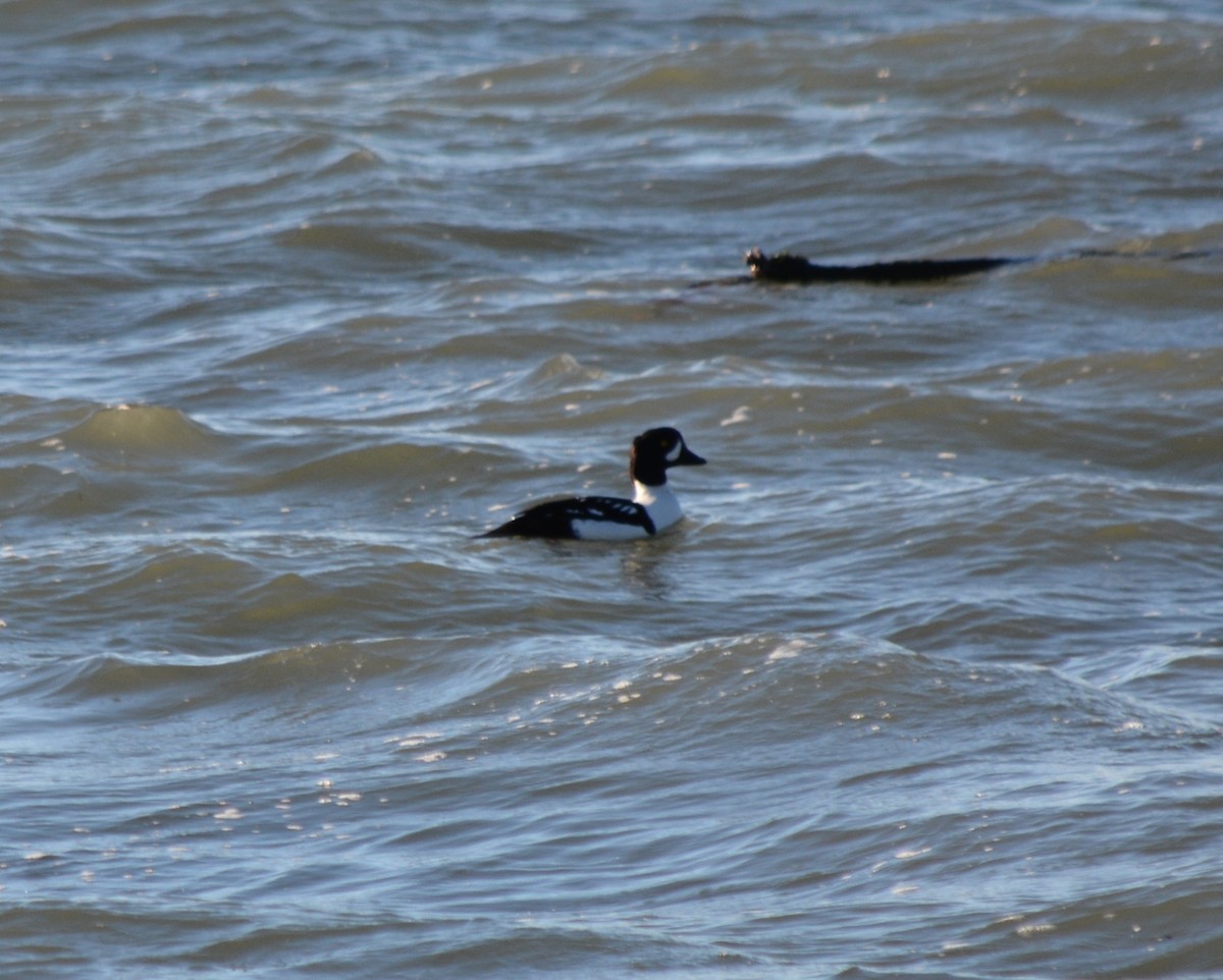 Barrow's Goldeneye - ML44246511