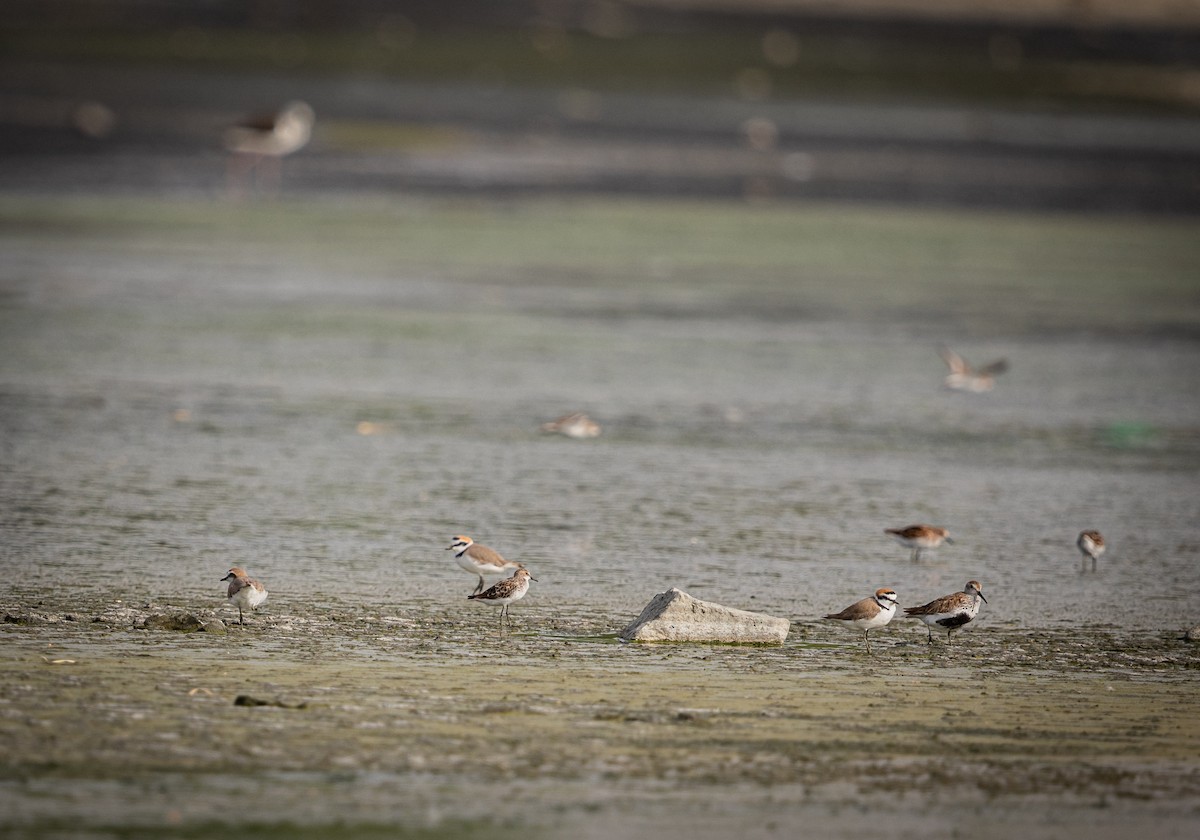 Dunlin - ML442466791