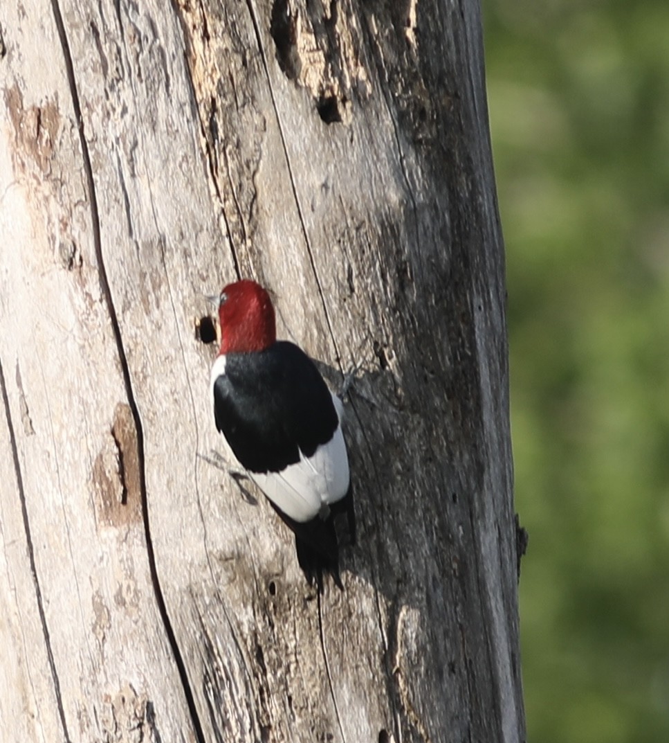 Red-headed Woodpecker - Vikas Madhav Nagarajan