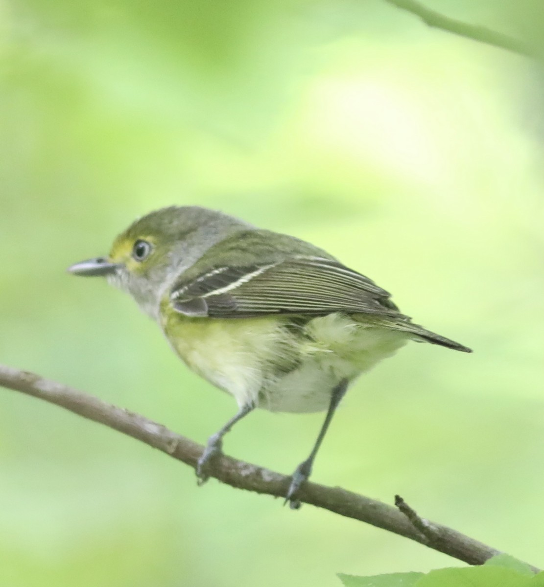 White-eyed Vireo - ML442471861
