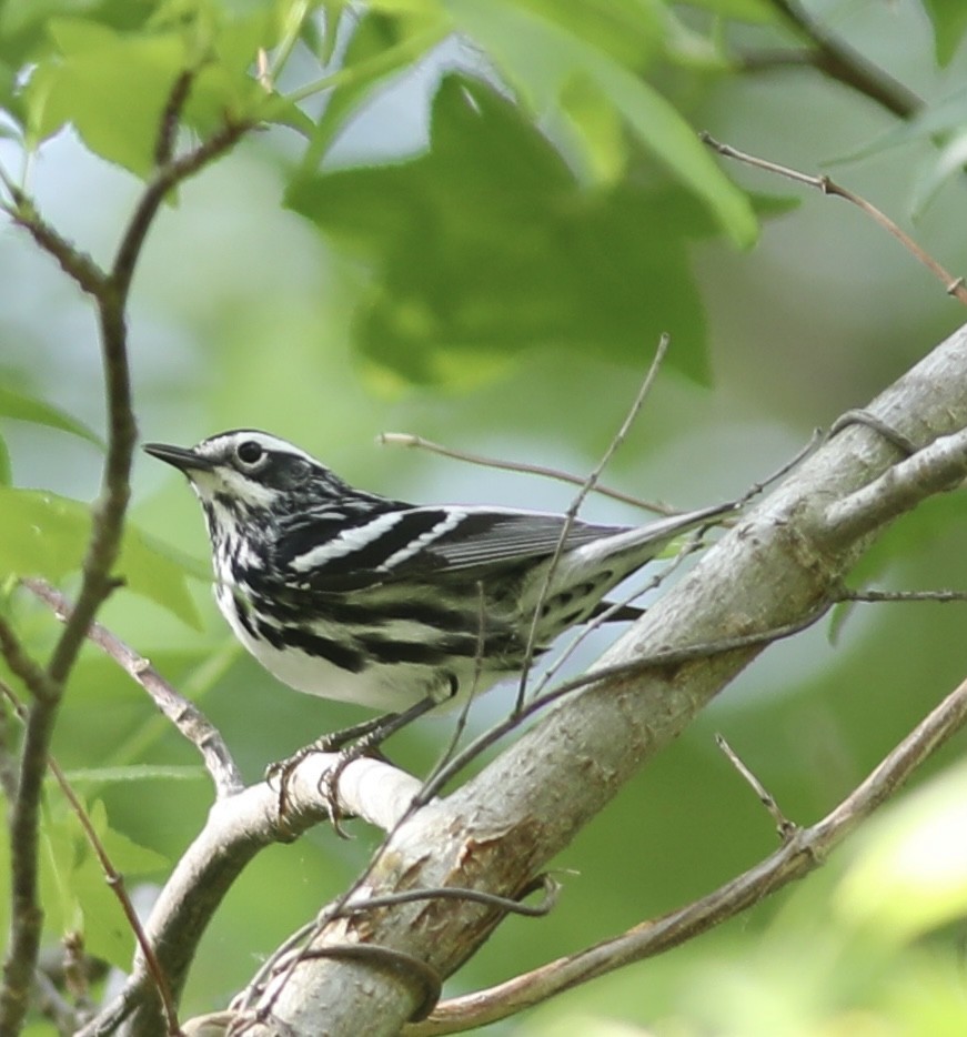Black-and-white Warbler - ML442472291