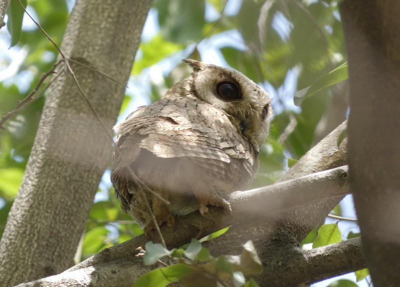 Indian Scops-Owl - ML442474351