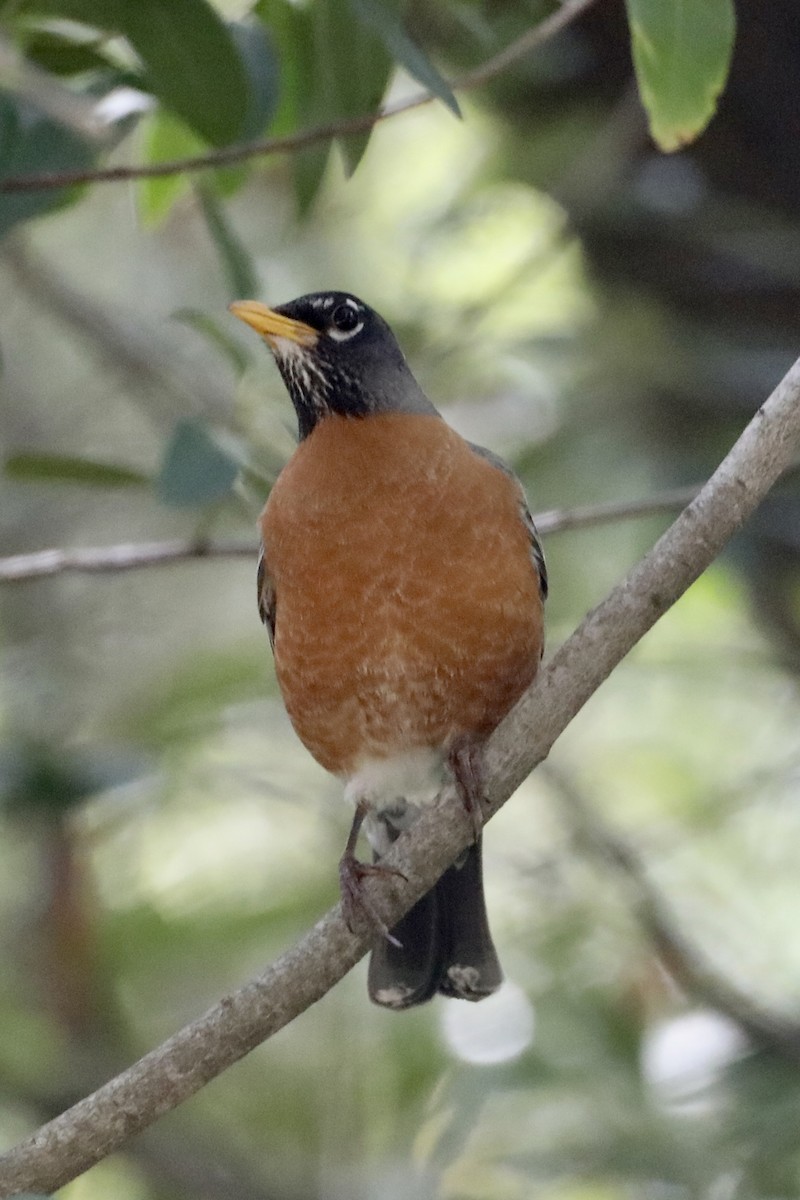 American Robin - ML442476041