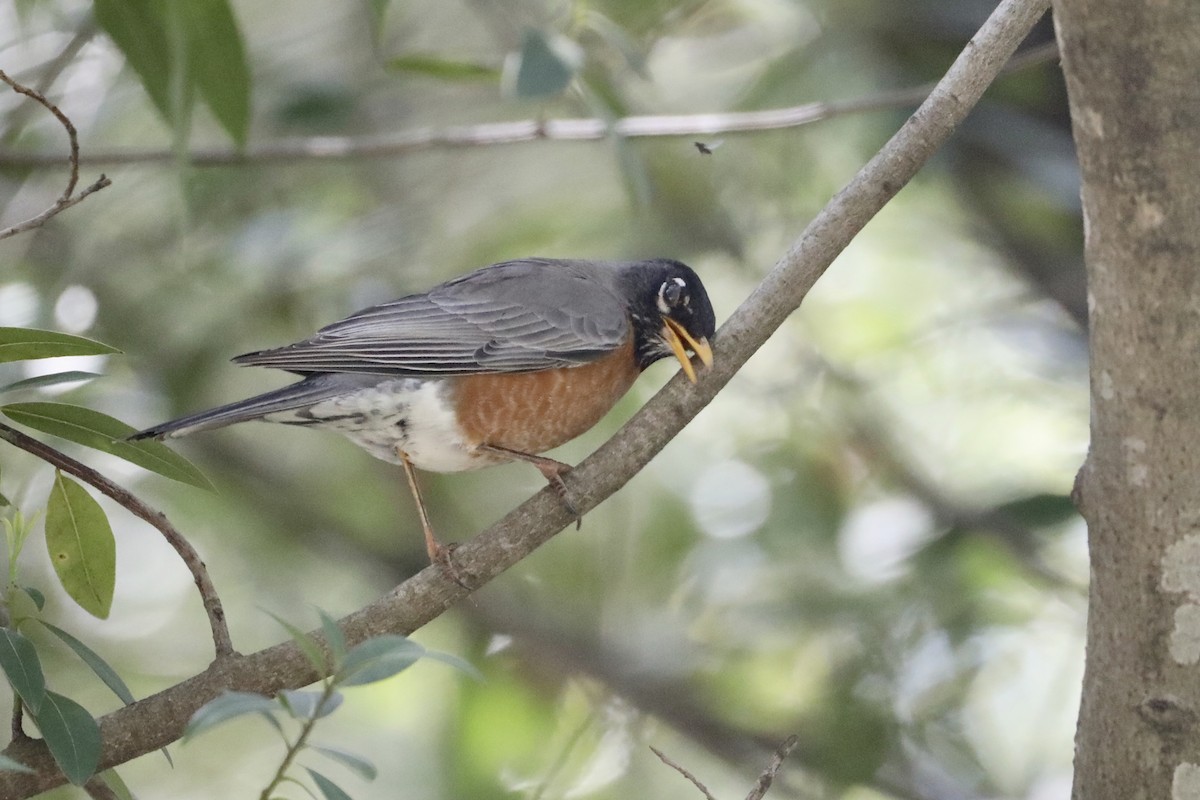 American Robin - ML442476621