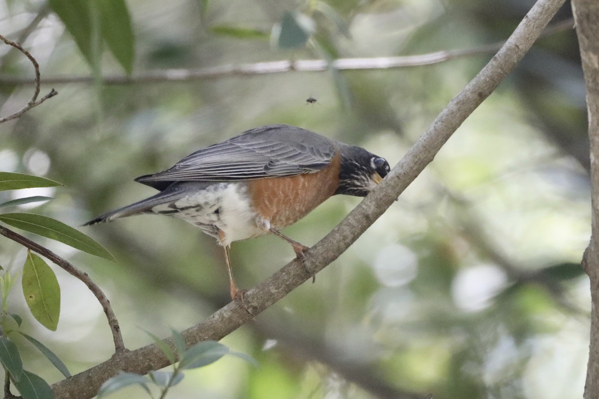 קיכלי נודד - ML442476671