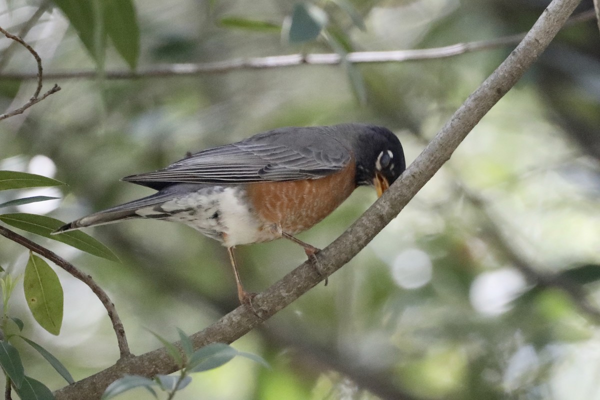 קיכלי נודד - ML442476991