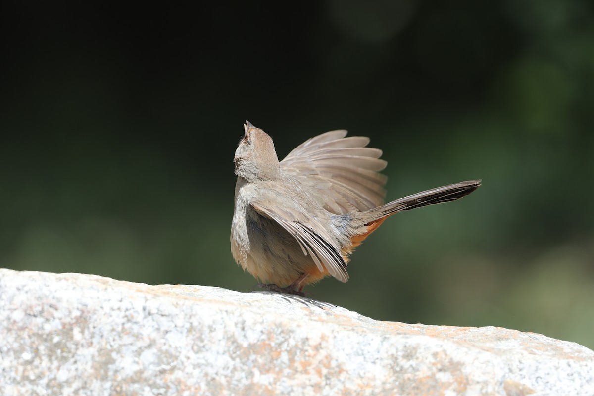 California Towhee - Ann Stockert