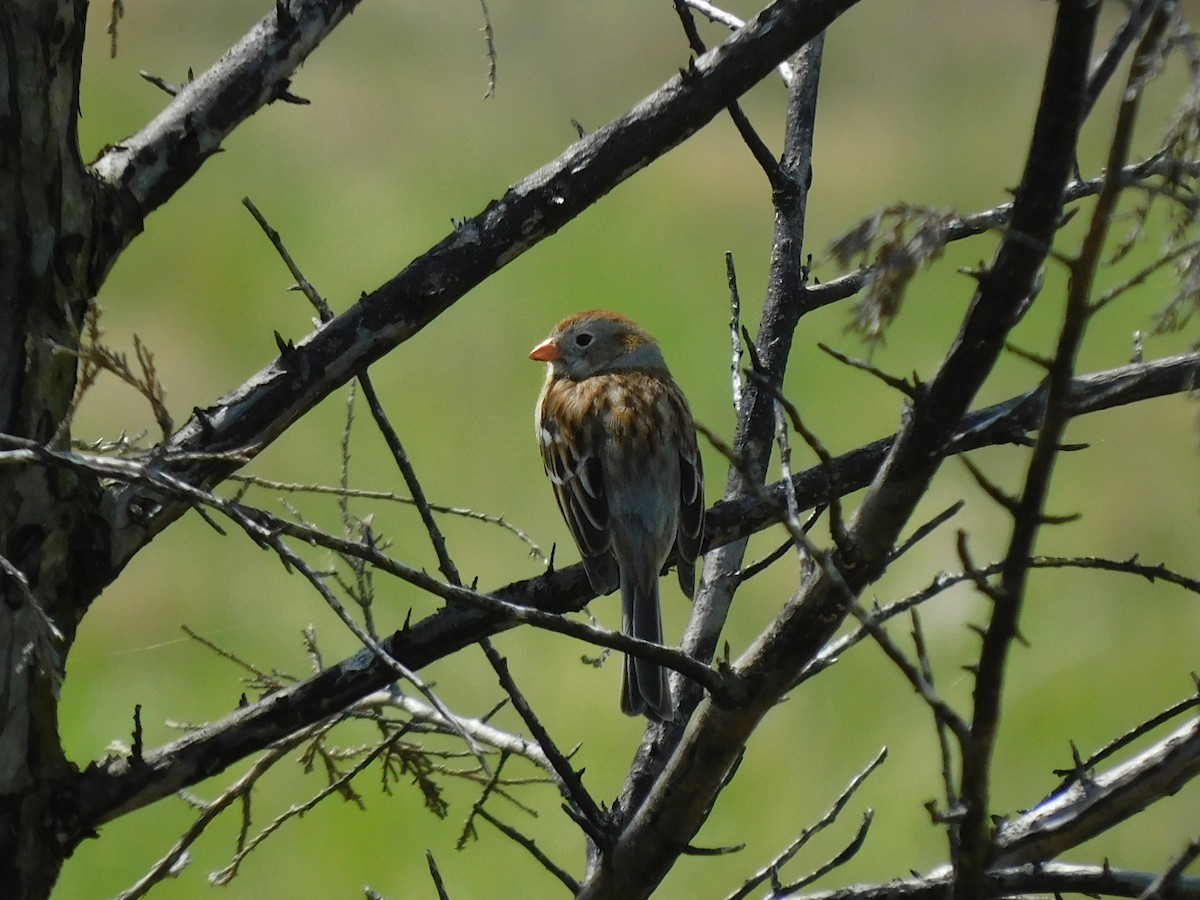 Field Sparrow - Pete Huffer