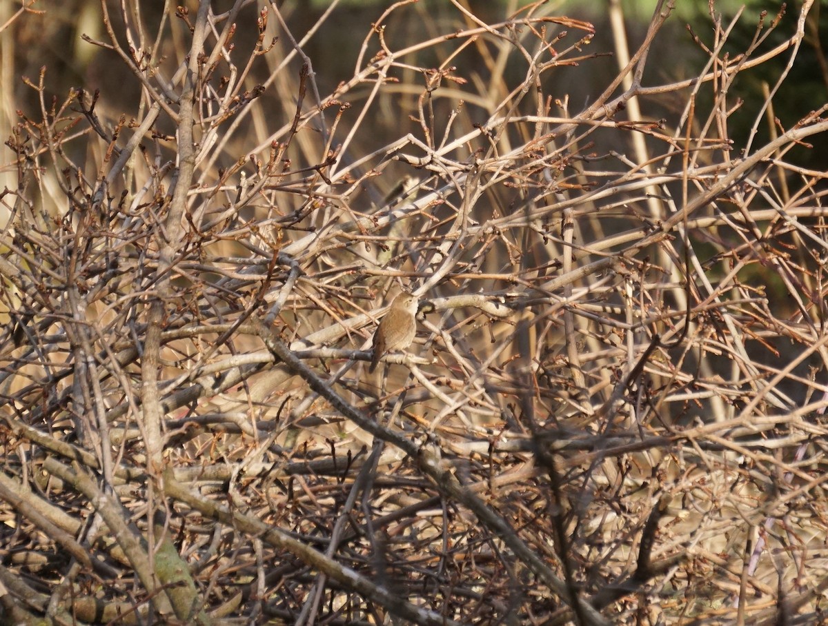 House Wren - Linda McCutcheon