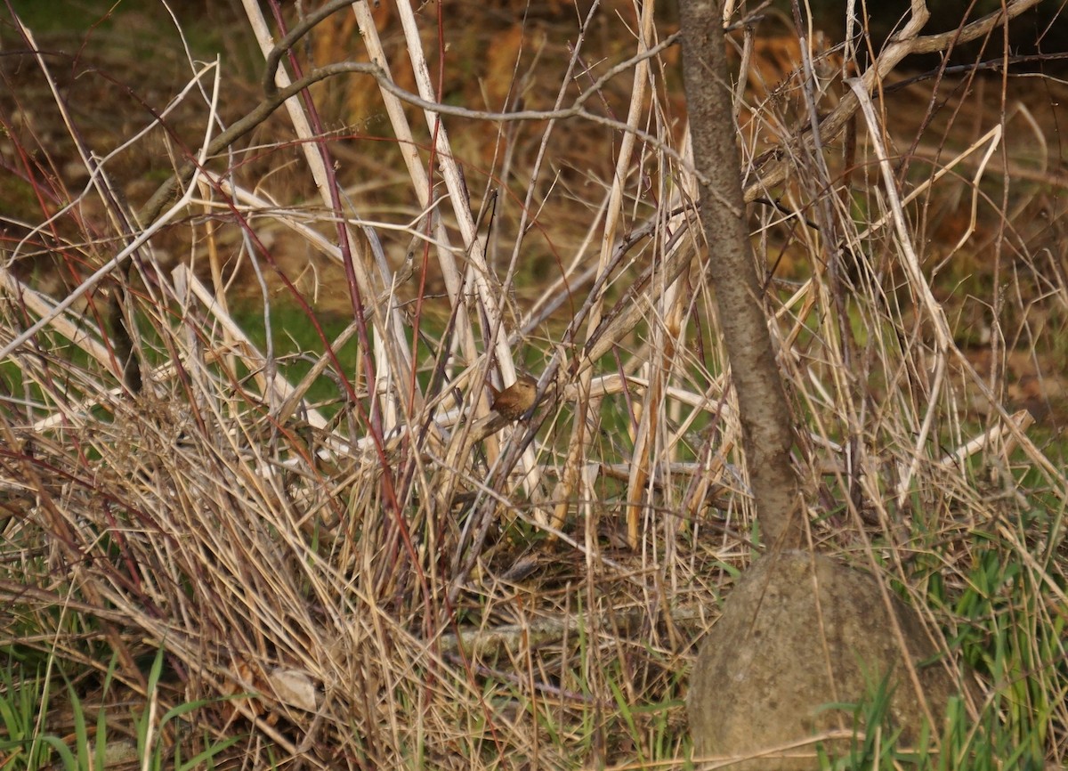 Winter Wren - ML442483371