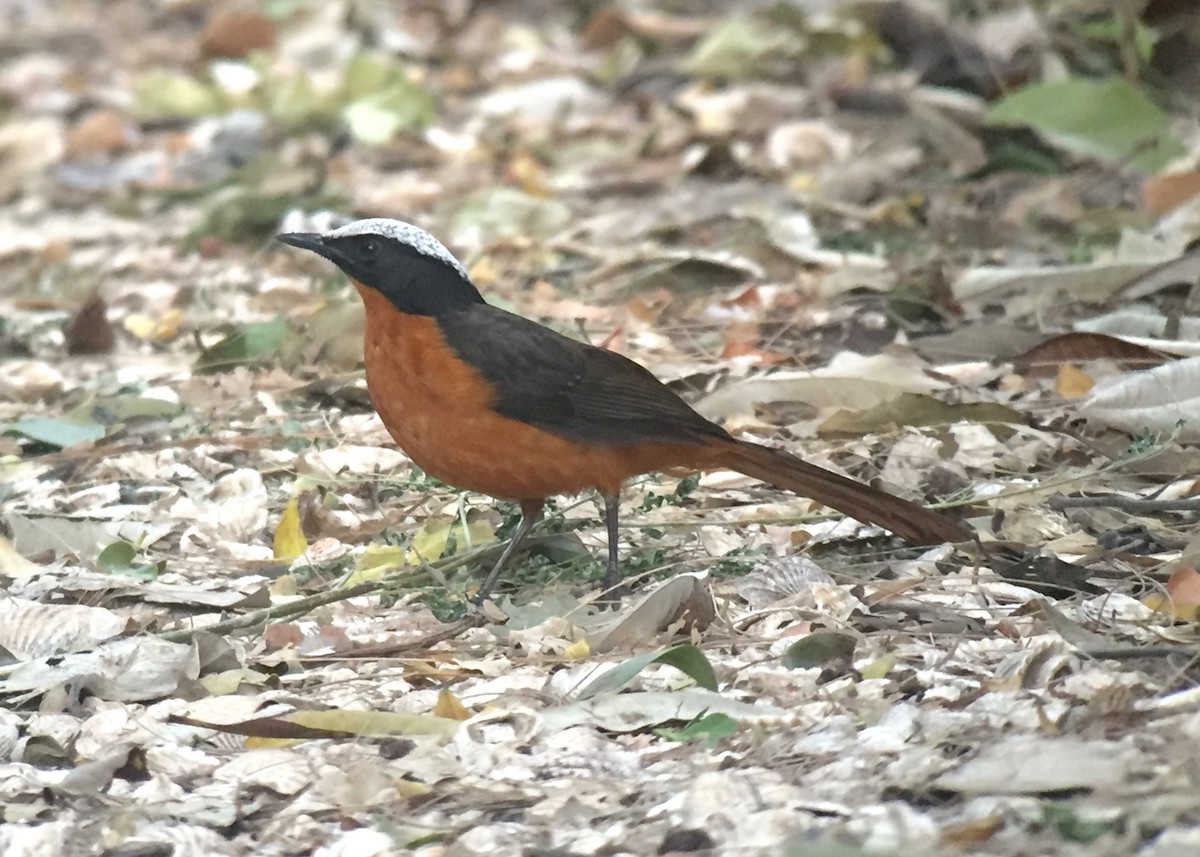 Snowy-crowned Robin-Chat - ML442484541