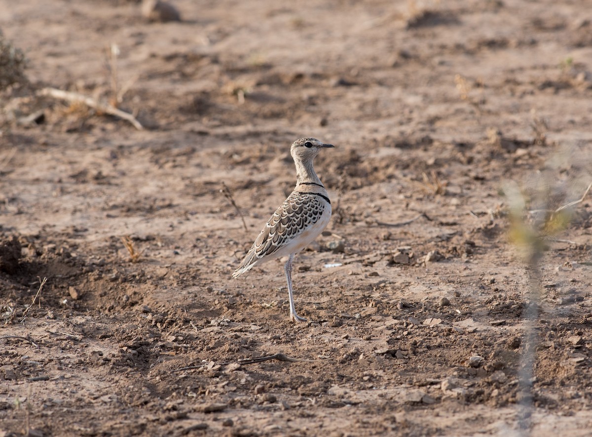 Double-banded Courser - ML44248571