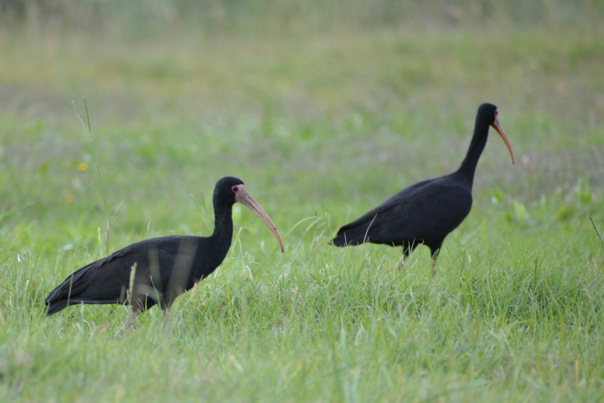 ibis tmavý - ML442486351