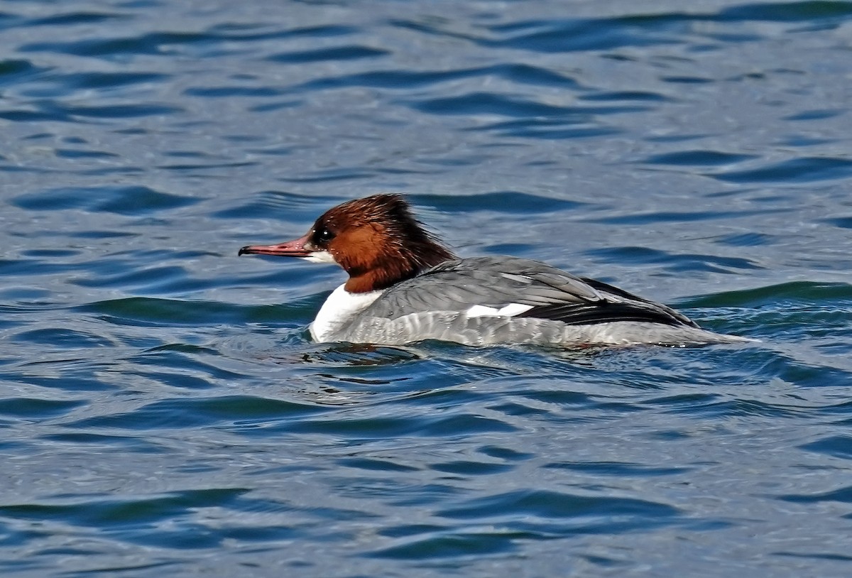 Common Merganser - toshiaki sasama