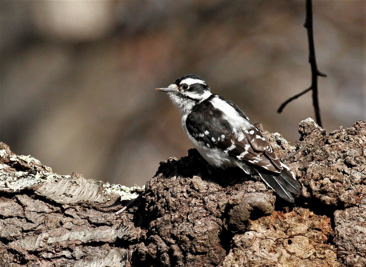 Downy Woodpecker - ML442488281