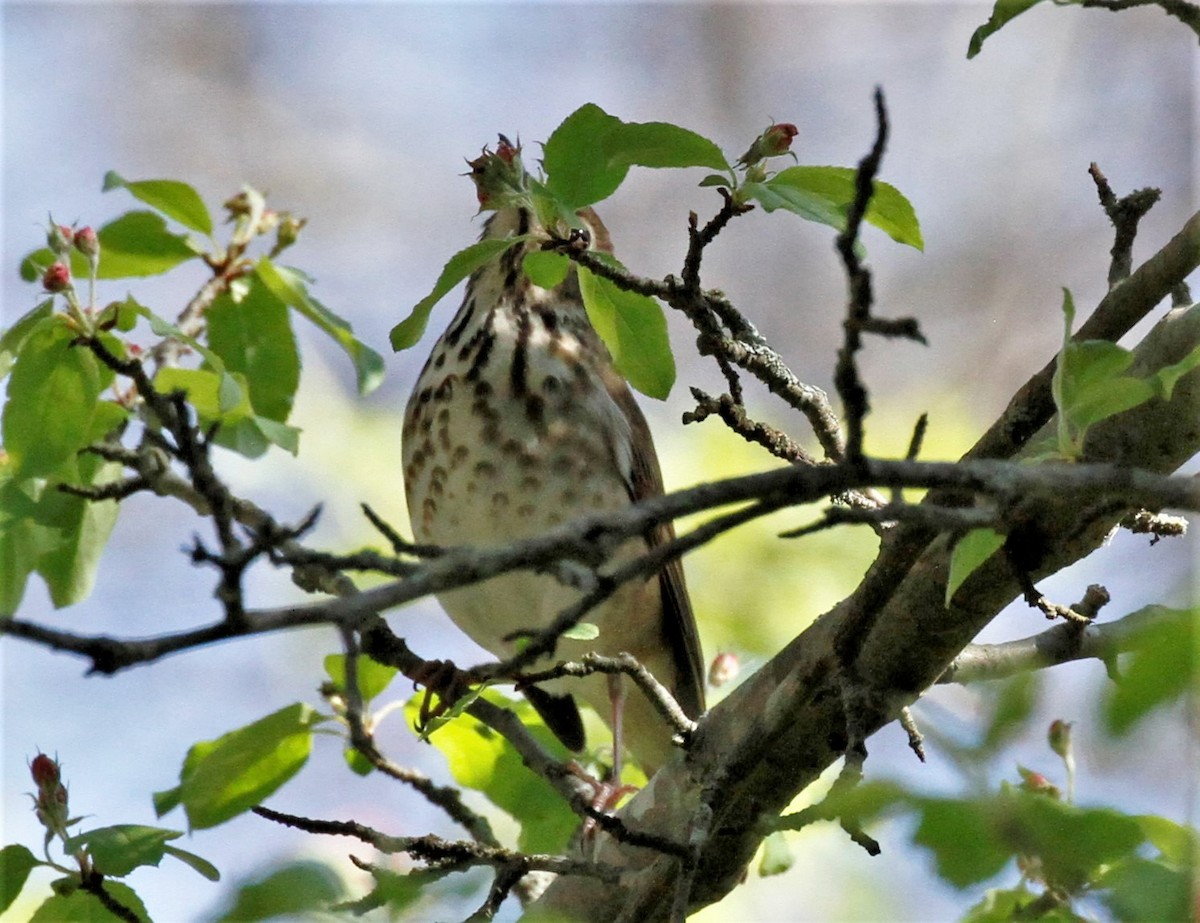Hermit Thrush - ML442488451