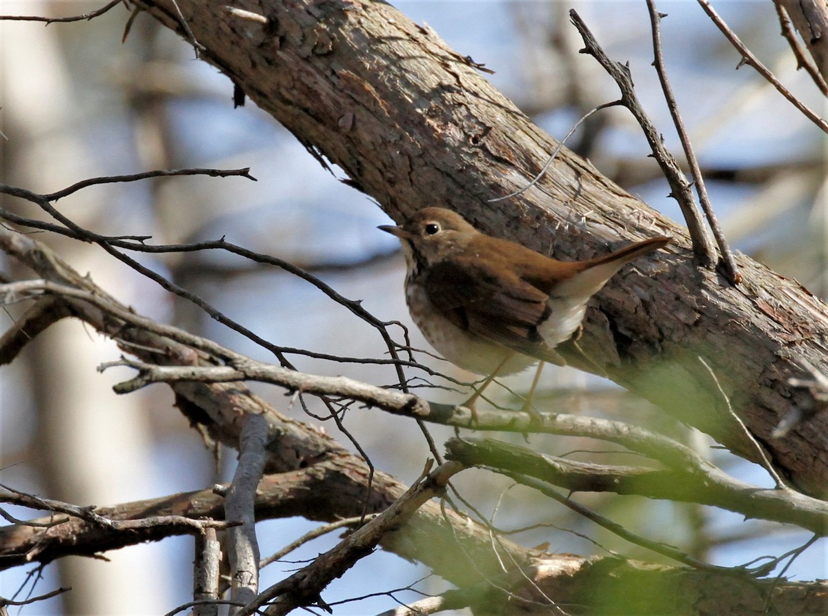 Hermit Thrush - ML442488481