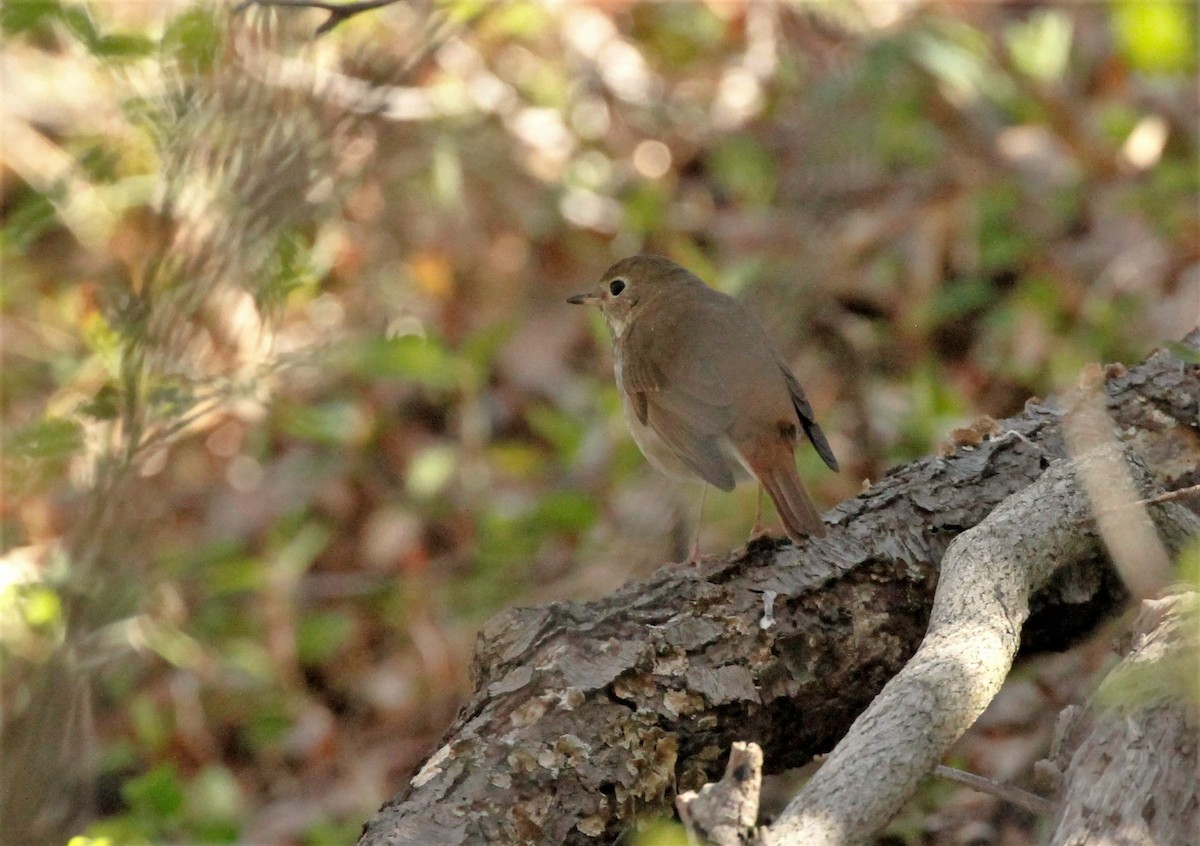 Hermit Thrush - ML442488491