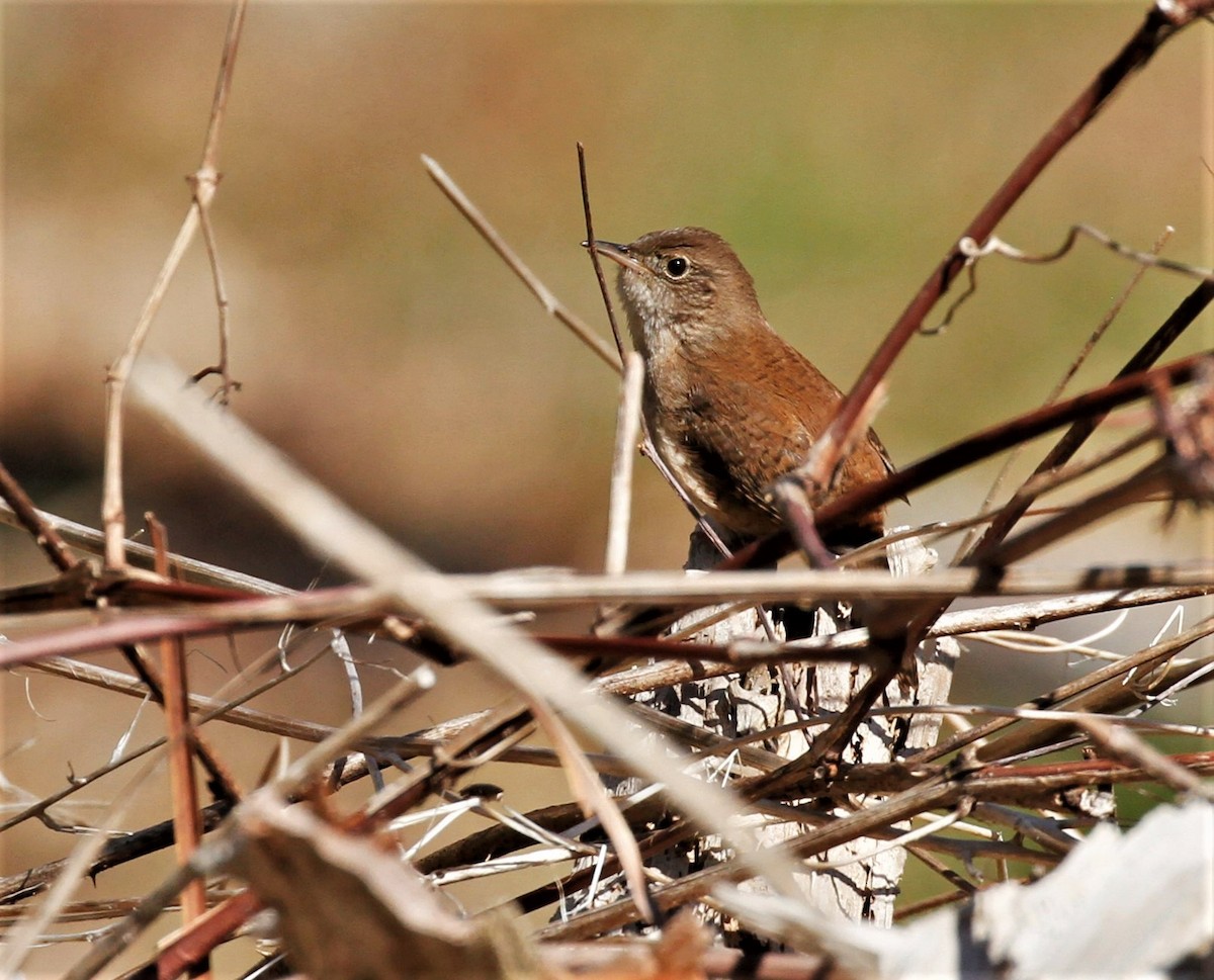 Northern House Wren - ML442488541