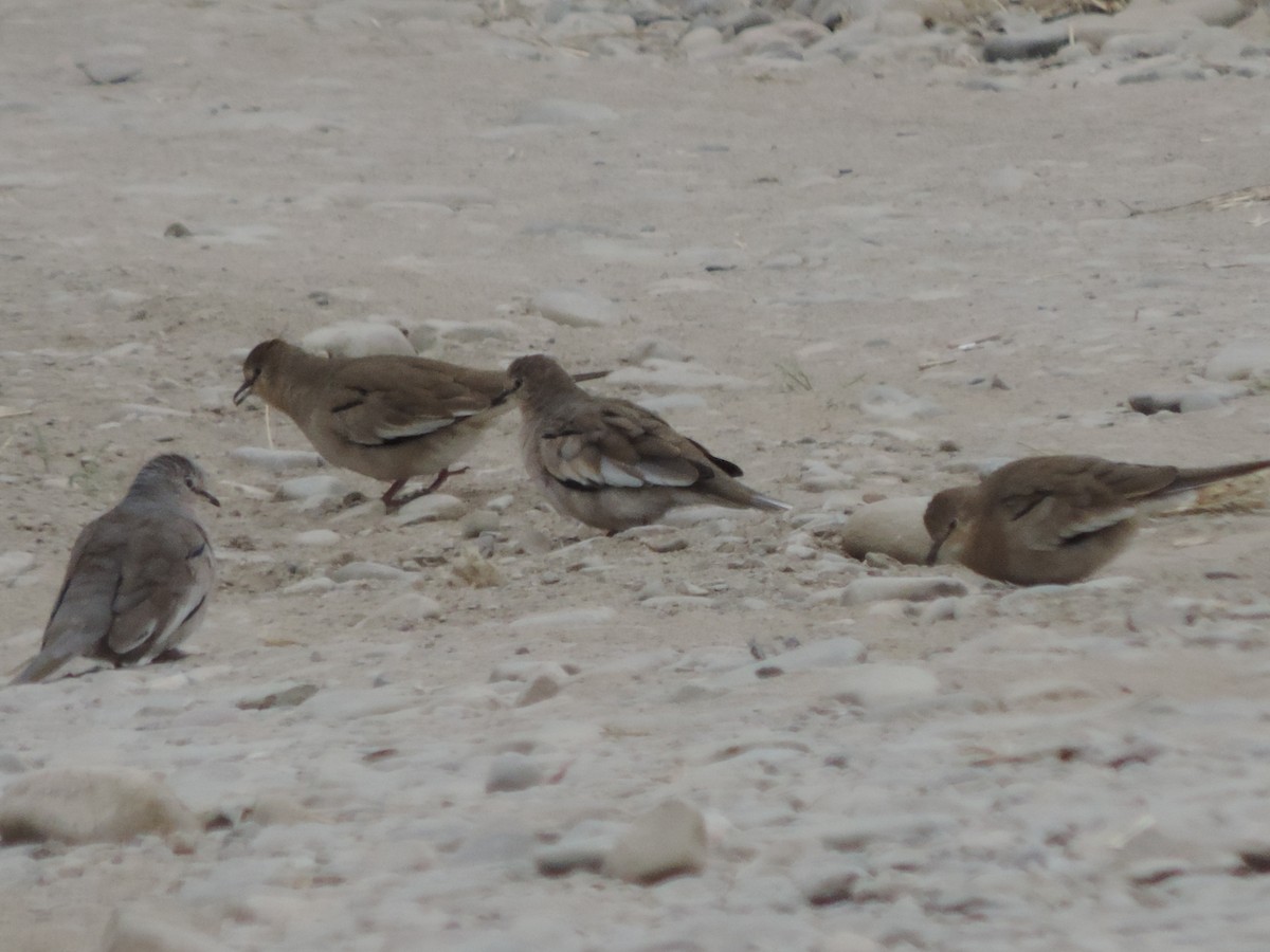 Picui Ground Dove - ML442489661