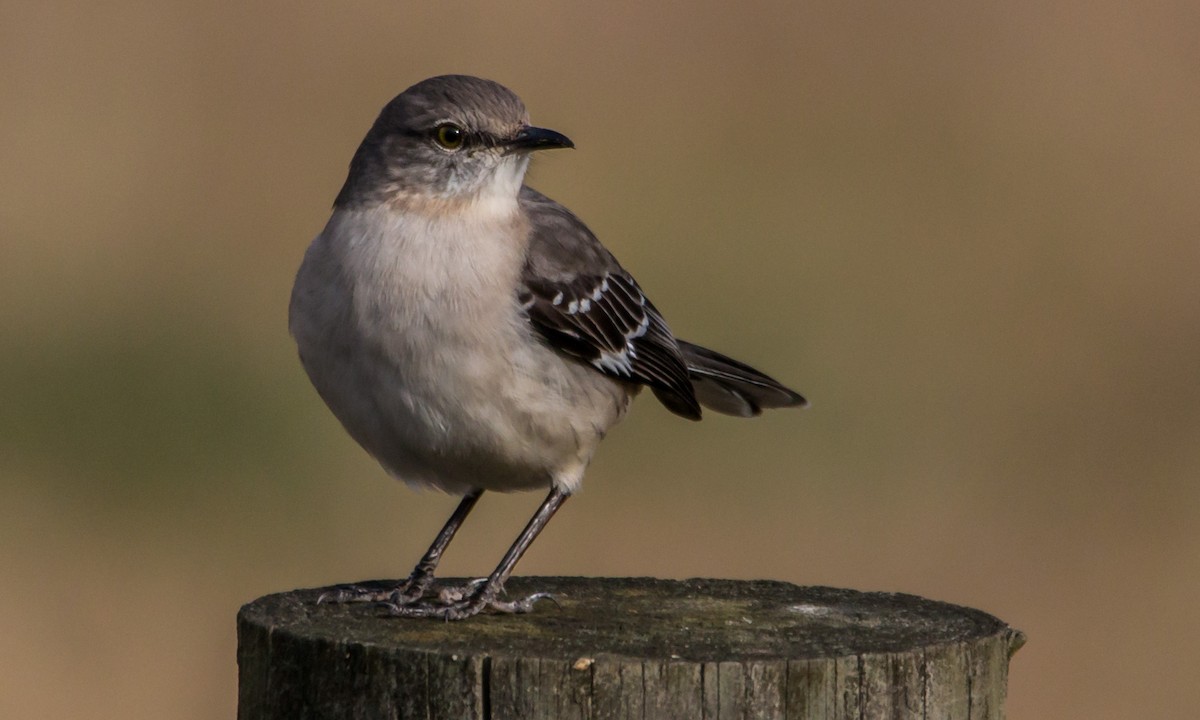 Northern Mockingbird - ML44249081