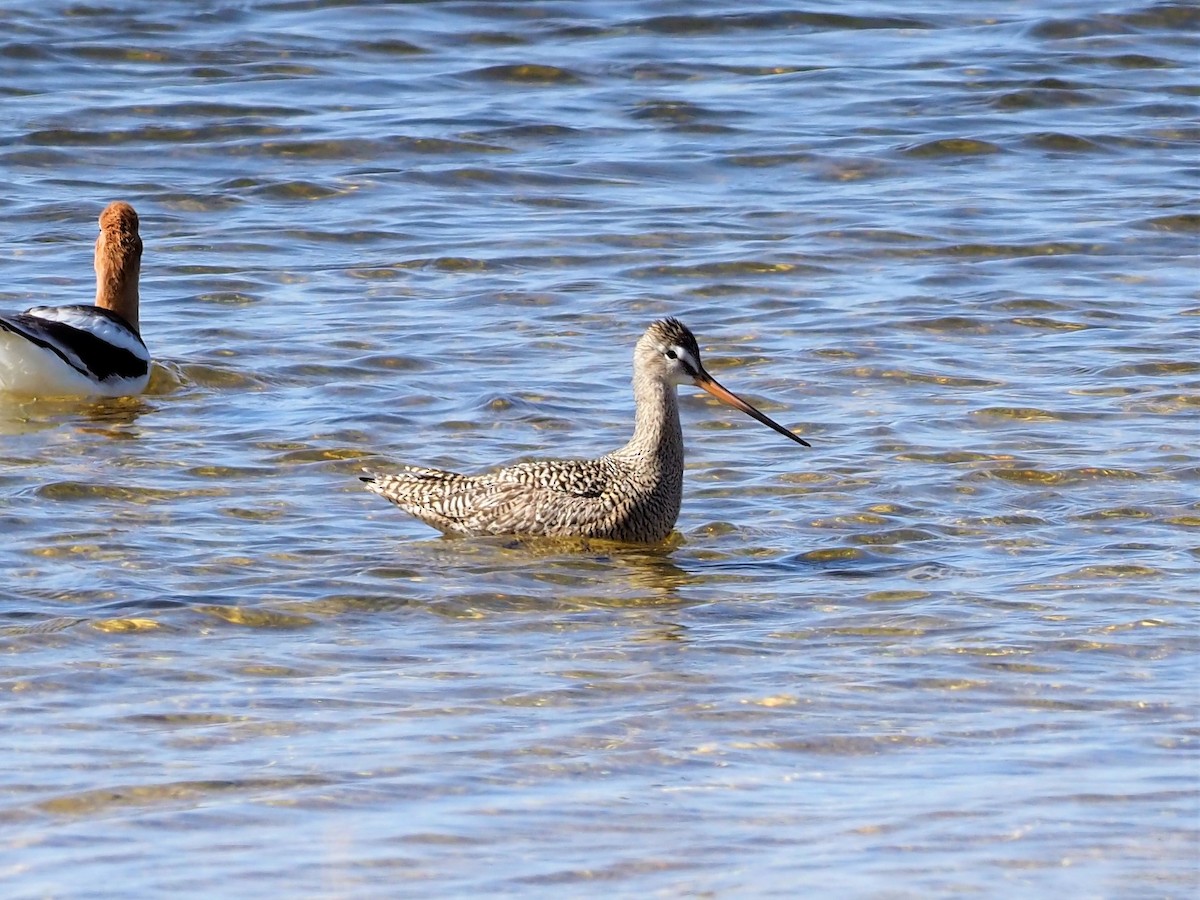 Marbled Godwit - ML442495701