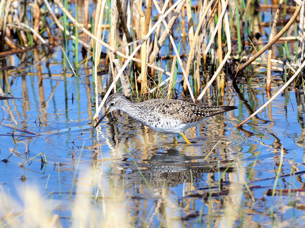 Lesser Yellowlegs - ML442496321