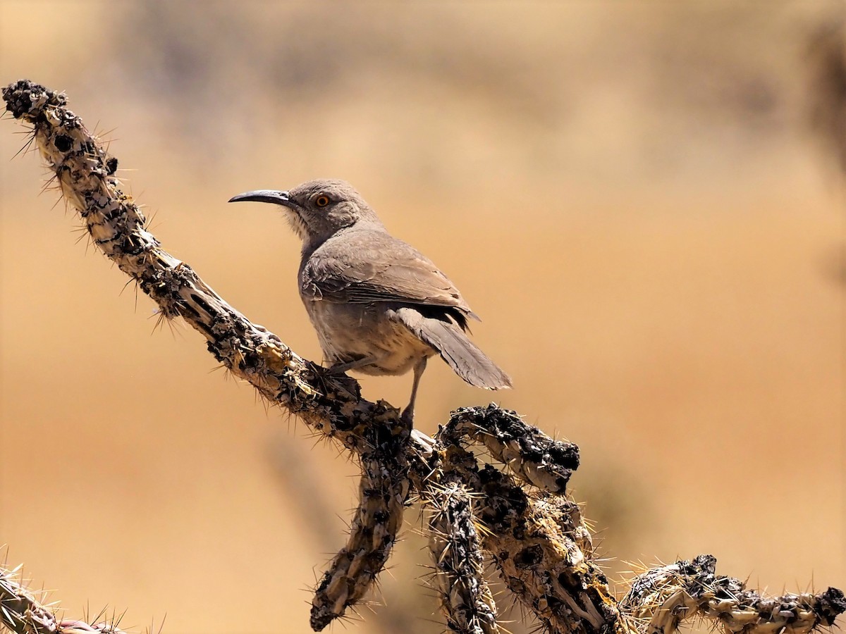Curve-billed Thrasher - ML442496761