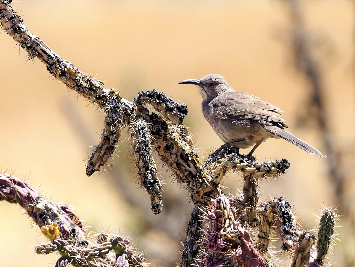 Curve-billed Thrasher - ML442496921