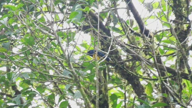 Blue-and-gold Tanager - ML442496951