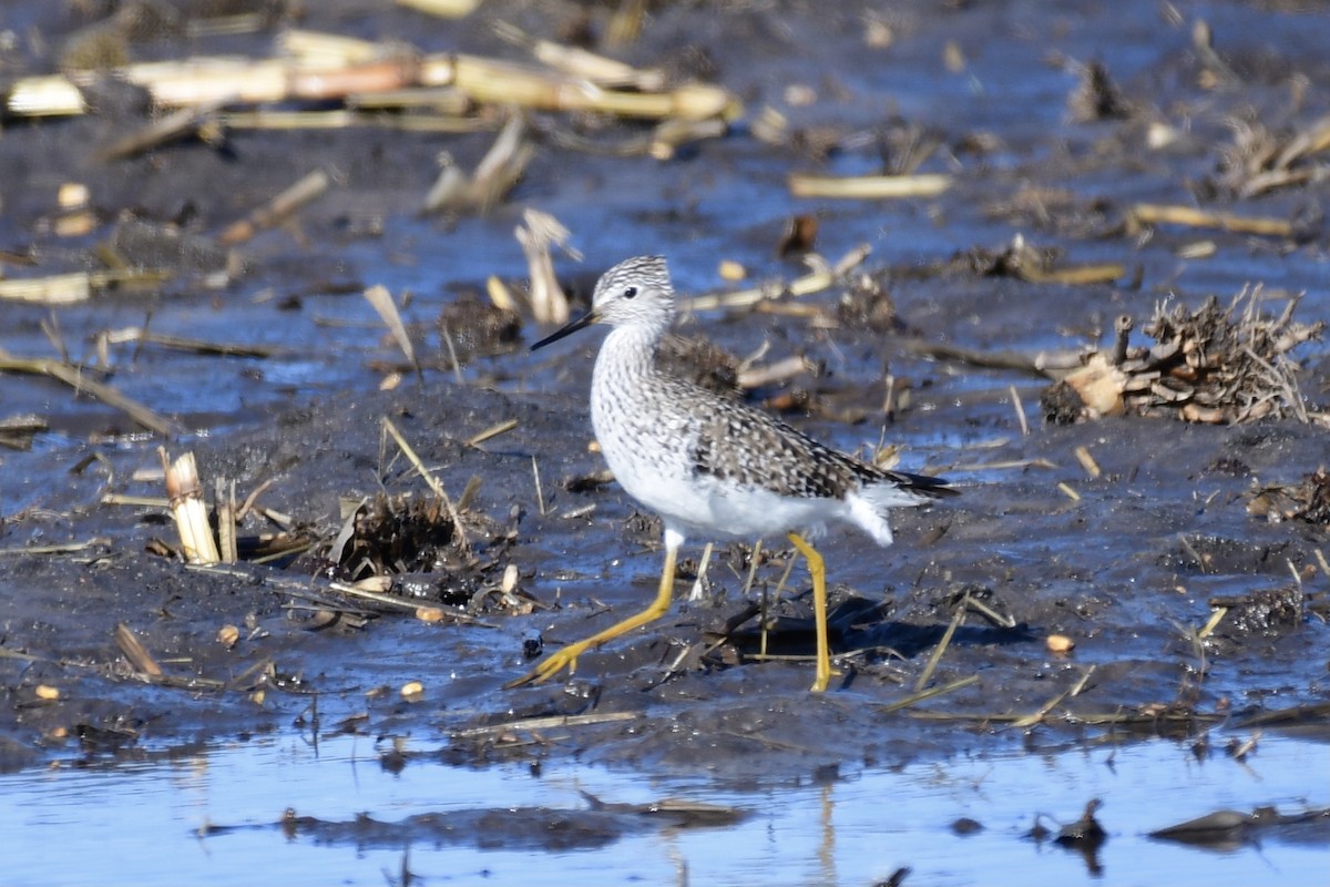 Lesser Yellowlegs - ML442497811