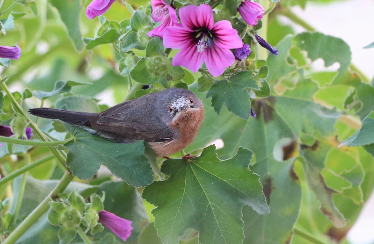 Western/Eastern Subalpine Warbler - ML442498501