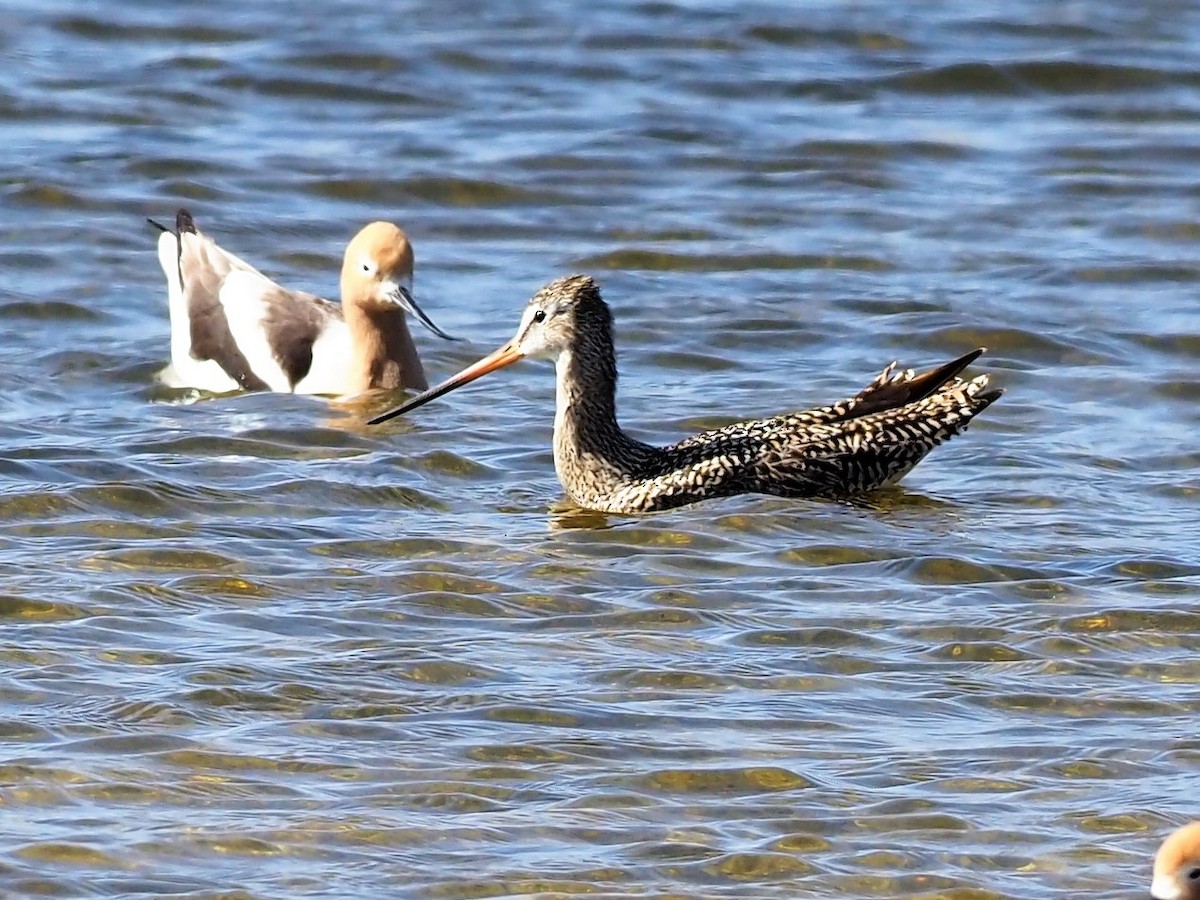 Marbled Godwit - ML442498511