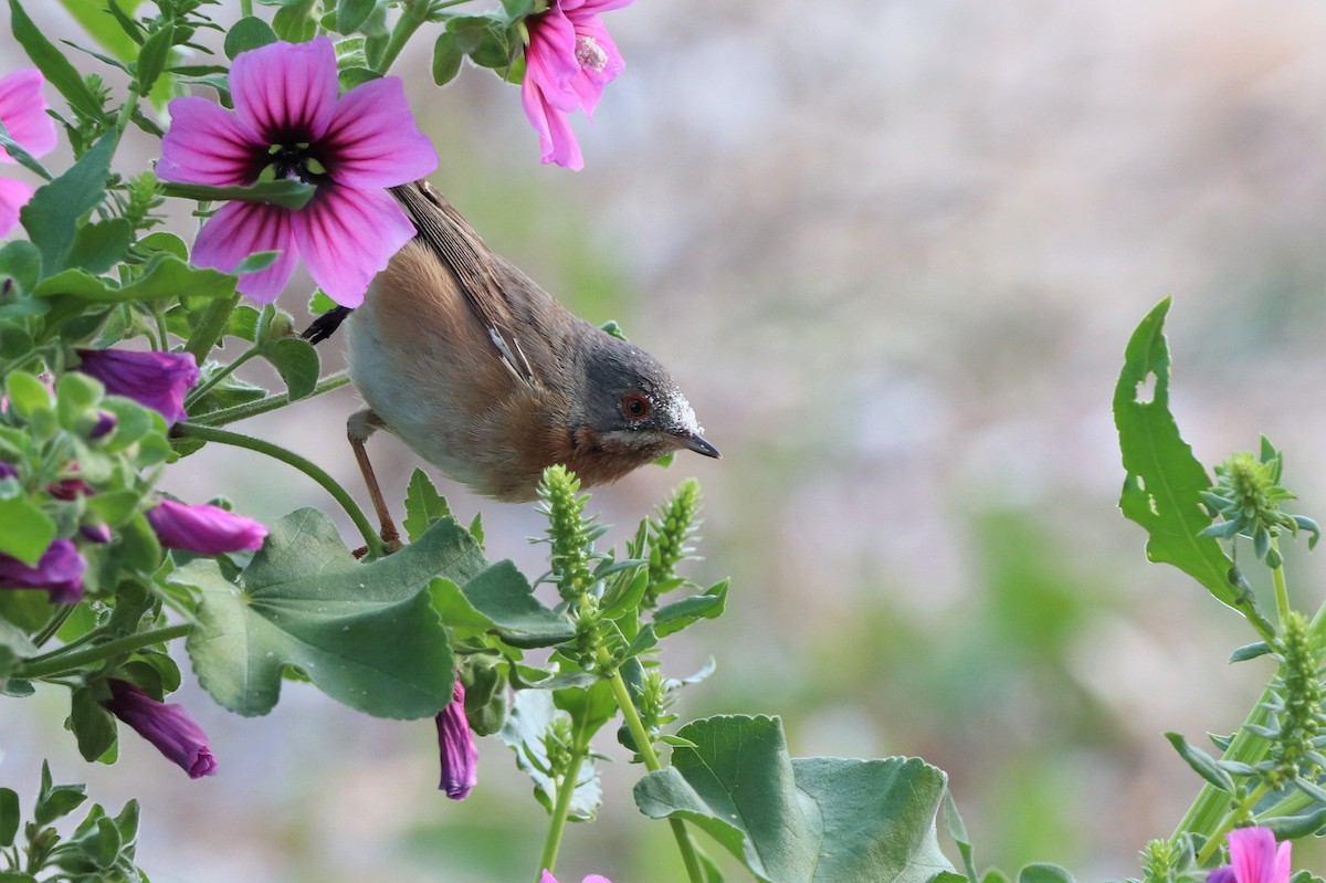 Western/Eastern Subalpine Warbler - ML442498881