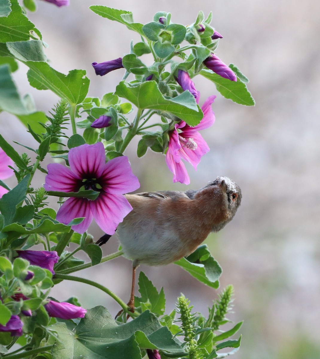 Western/Eastern Subalpine Warbler - ML442498891