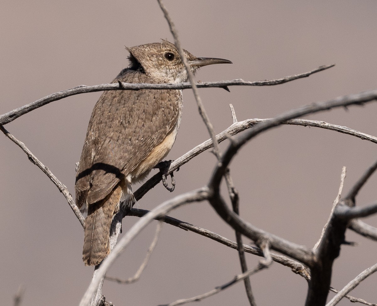 Rock Wren - ML442498951